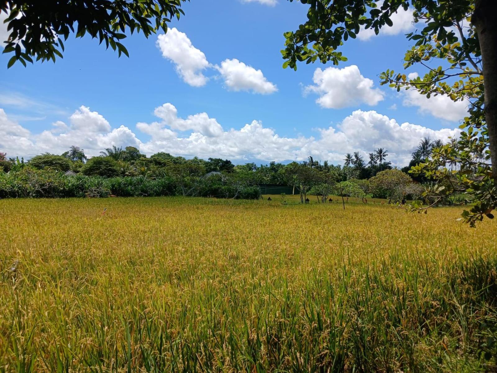 Kartika Dahayu Private Pool Villas Sukawati Kültér fotó